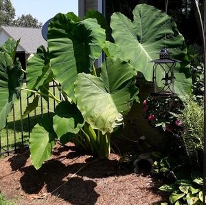 Meet your Posher, Tia